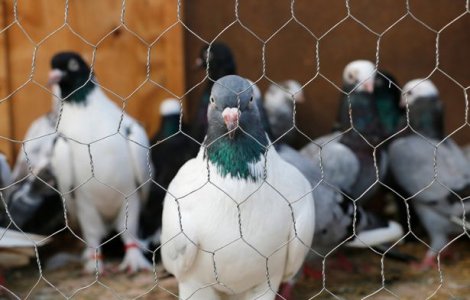 „Porumbelul spion”, arestat în India după ce a fost instruit de Pakistan să transporte coduri