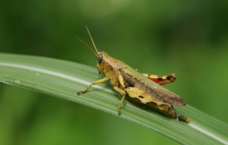 Invazie de lăcuste în India. Autoritățile au trimis dronele în luptă