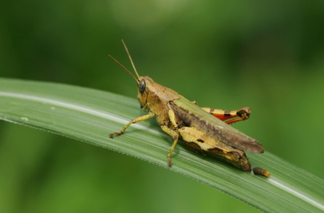 Invazie de lăcuste în India. Autoritățile au trimis dronele în luptă