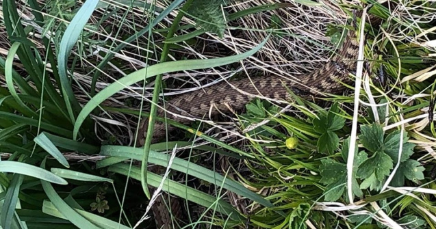 Avertismentul jandarmilor montani: Dacă mergi la munte, ai grijă la vipere!