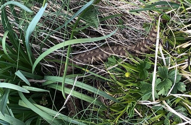 Avertismentul jandarmilor montani: Dacă mergi la munte, ai grijă la vipere!