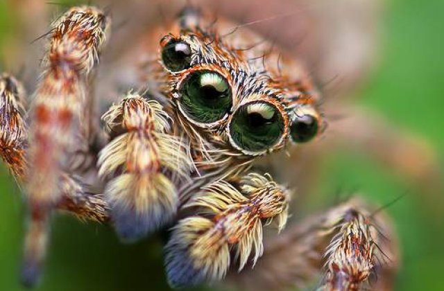 David Bowie isi imprumuta numele unui paianjen