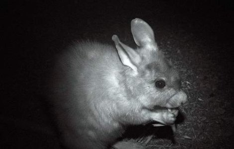 Specii bizare descoperite in Papua Noua Guinee