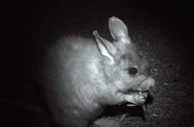 Specii bizare descoperite in Papua Noua Guinee