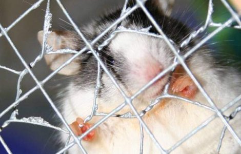 Din martie, UE interzice total cosmeticele testate pe animale