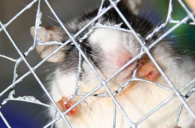 Din martie, UE interzice total cosmeticele testate pe animale