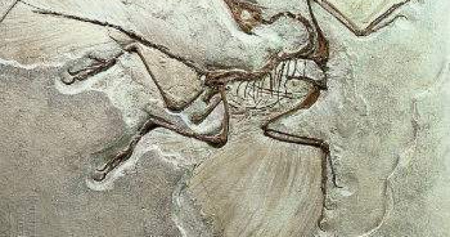 Fosilele unui nou tip de reptila zburatoare, descoperite in Romania