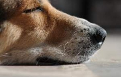 Detinutii din Romania vor putea dresa catei