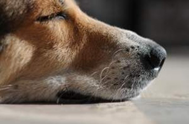 Proiect: Sase detinuti de la Jilava si Satu Mare vor dresa caini comunitari