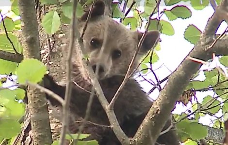 Misiune specială pentru pompieri: au salvat un pui de urs blocat într-un copac