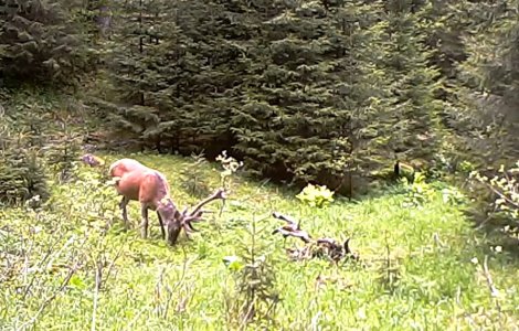 VIDEO Cerb tânăr, surprins în timp ce se hrănea în Parcul Național Retezat