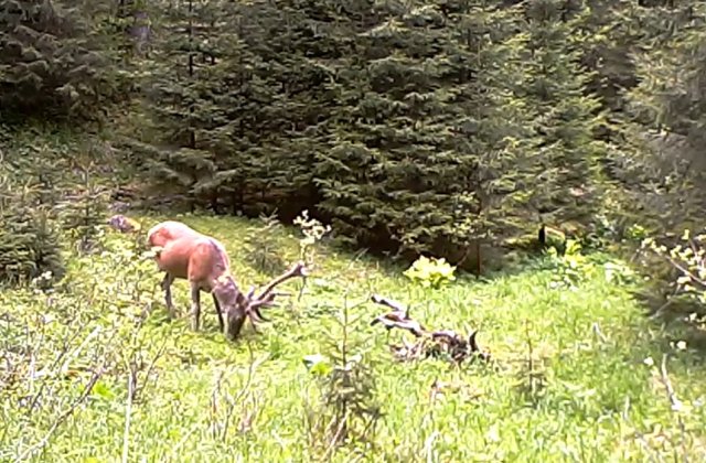 VIDEO Cerb tânăr, surprins în timp ce se hrănea în Parcul Național Retezat