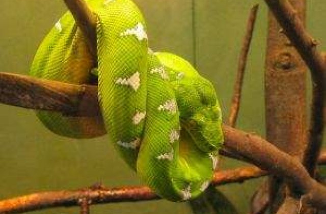 Chavez: SUA seamana cu un boa care inghite natiunile mici