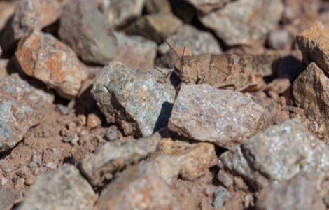  Top  Testează-ți spiritul de observație. Poți găsi animalele ascunse în imagini?