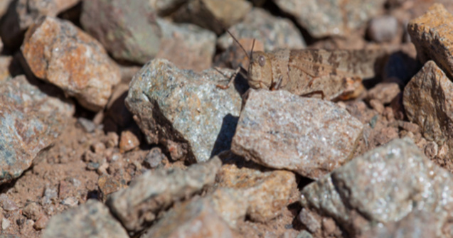  Top  Testează-ți spiritul de observație. Poți găsi animalele ascunse în imagini?