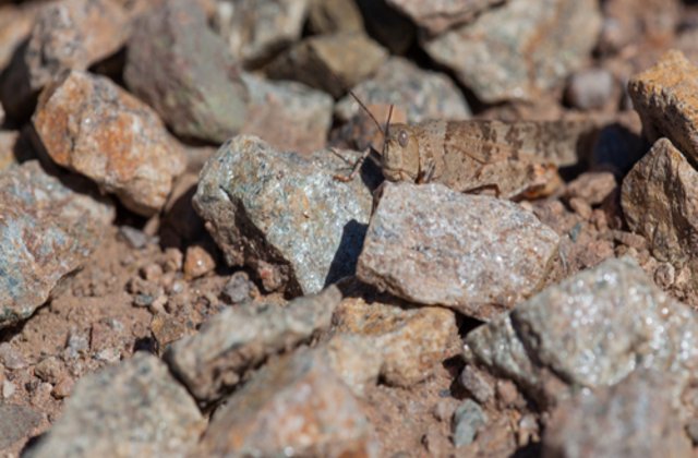 Testează-ți spiritul de observație. Poți găsi animalele ascunse în imagini?