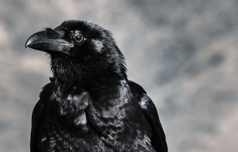 VIDEO Lecție de solidaritate: Un corb ajută un arici să traverseze strada