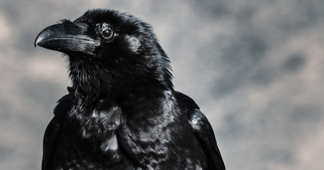 VIDEO Lecție de solidaritate: Un corb ajută un arici să traverseze strada