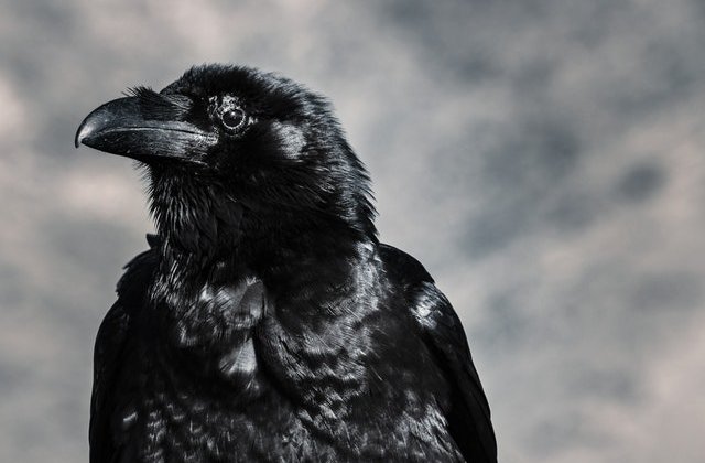 VIDEO Lecție de solidaritate: Un corb ajută un arici să traverseze strada