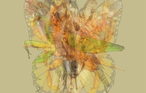  Top  Testul care îți dezvăluie personalitatea. Ce animal vezi prima dată în acest des