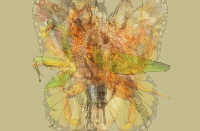 Testul care îți dezvăluie personalitatea. Ce animal vezi prima dată în acest desen?