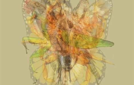  Top  Testul care îți dezvăluie personalitatea. Ce animal vezi prima dată în acest desen?