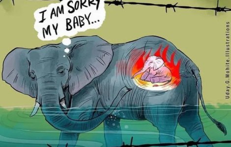 Omagiu elefantului care a murit mâncând un ananas umplut cu explozibili