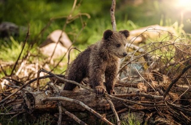Un pui de urs aflat într-o zonă greu accesibilă a fost salvat cu succes de la moarte de către jandarmii montani