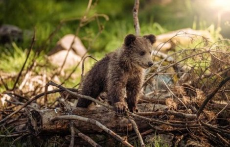 Un pui de urs a fost salvat de la moarte de către jandarmii montani