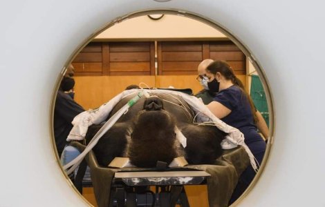 De câte persoane este nevoie pentru a face o tomografie unei gorile