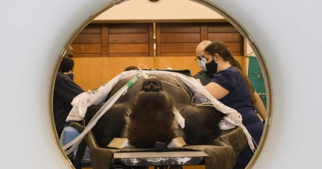 De câte persoane este nevoie pentru a face o tomografie unei gorile