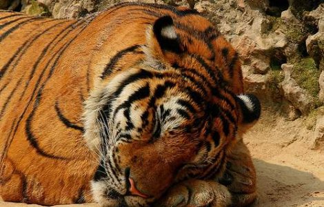 21 de animale moarte la zoo in 9 luni