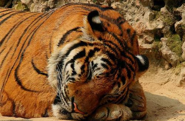 21 de animale moarte la zoo in 9 luni