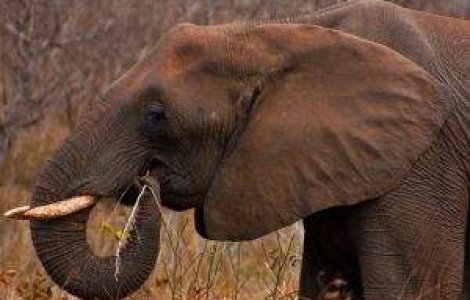 Gabon: Peste 11.000 de elefanti au disparut, in urma braconajului, din 2004