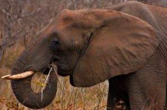 Gabon: Peste 11.000 de elefanti au disparut, in urma braconajului, din 2004