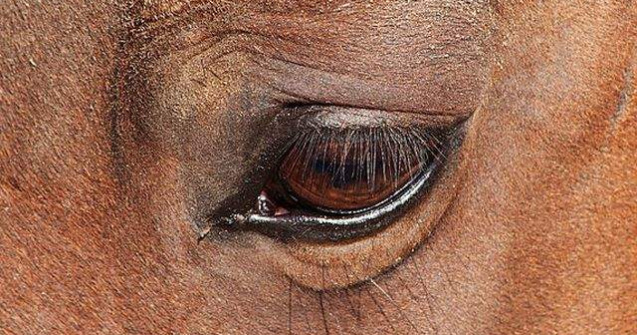 Carne de cal din Romania, folosita pentru produse in Marea Britanie