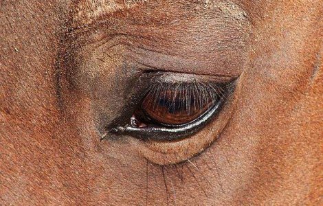 Carne de cal din Romania, folosita pentru produse in Marea Britanie