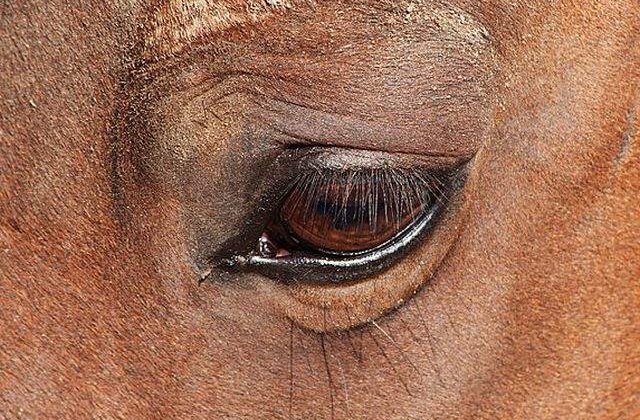 Carne de cal din Romania, folosita pentru produse in Marea Britanie