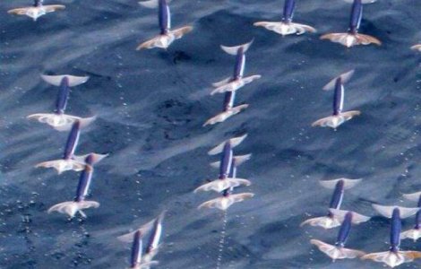 Mama Natura ne surprinde: Sepii zburatoare