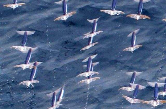 Mama Natura ne surprinde: Sepii zburatoare