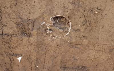 FOTO Mai multe oseminte...