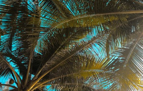 VIDEO Și-au transformat curtea într-un paradis subtropical