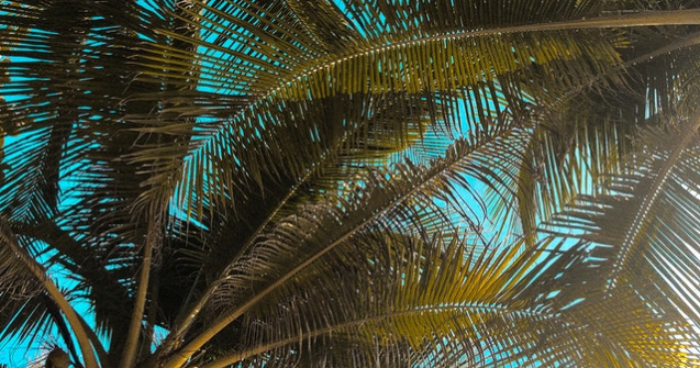 VIDEO Și-au transformat curtea într-un paradis subtropical