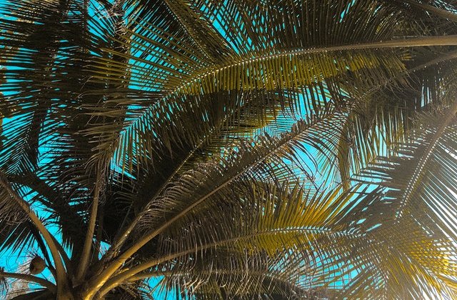 VIDEO Și-au transformat curtea într-un paradis subtropical