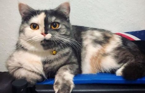 FOTO Himera: Pisicuța cu fața în două culori