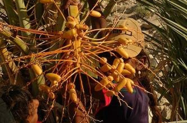 Biocombustibil din curmale putrezite