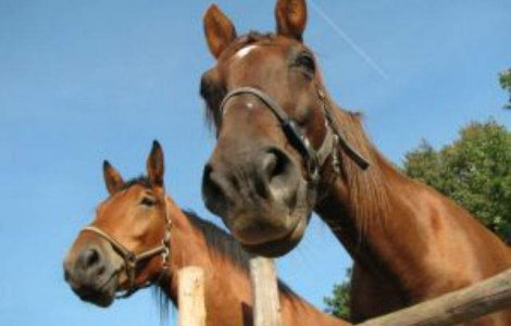 The Sun: Carnea de cal din Romania ar putea fi infectata cu "SIDA"