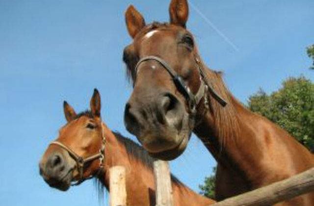 The Sun: Carnea de cal din Romania ar putea fi infectata cu "SIDA"