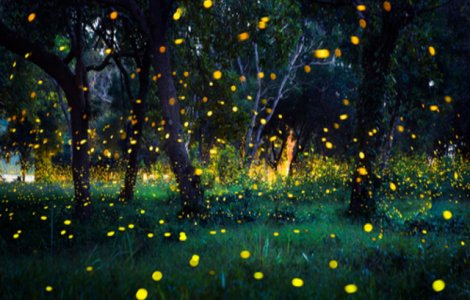 Fenomenul spectaculos care transformă această pădure într-un loc de vis