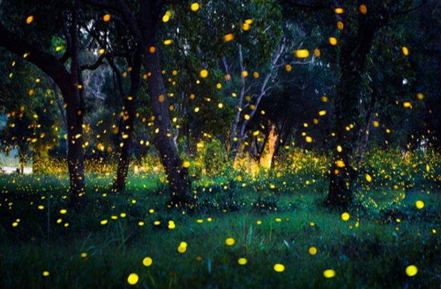 VIDEO Fenomenul spectaculos care transformă această pădure &icirc;ntr-un loc de vis. Mii de licurici strălucesc &icirc;n sincron
